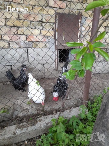 Продавам бреговски джинки 