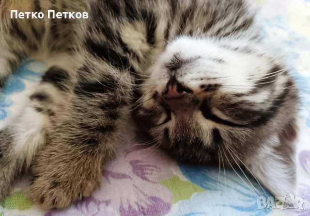 Подарявам малко котенце - момченце, снимка 2 - Други - 54929088
