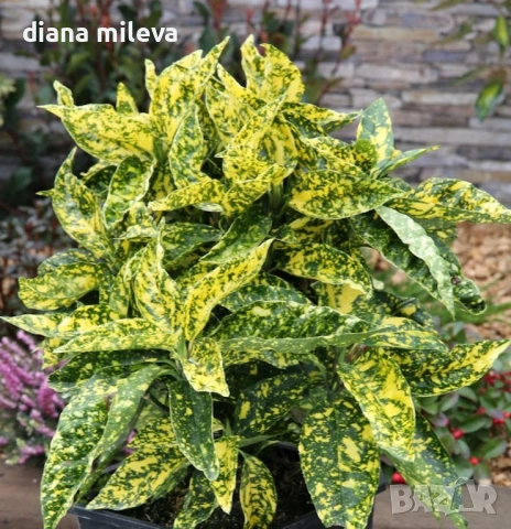 Аукуба Японика (Aucuba jap. Crotonifolia)
