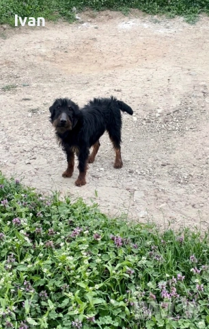 Ягдтериер женска