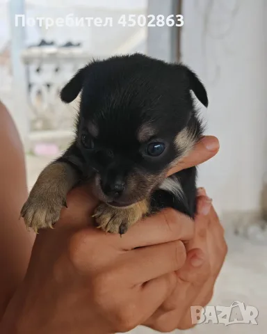 Чихуахуа. Chihuahua , снимка 4 - Чихуахуа - 55423010