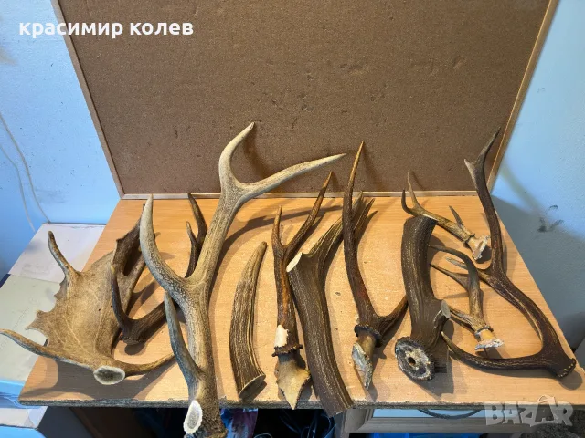 11 броя рога от елен