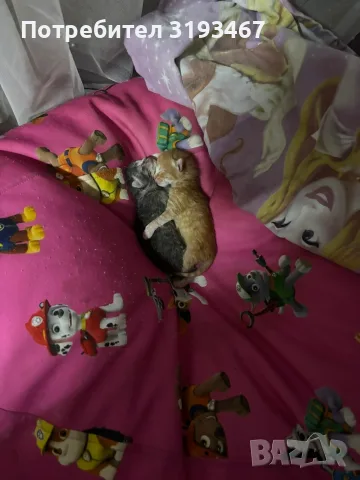 Подарявам котета, снимка 2 - Други - 55297115