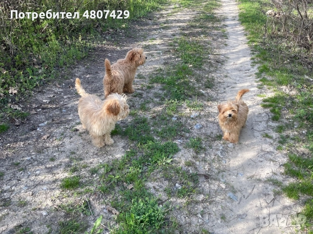 Продавам кученца порода Пудели, снимка 2 - Пудели - 54309387