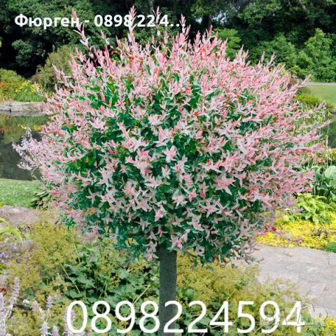 Японска върба Salix Hakuro Nishiki - Фламинго Студоустойчива 