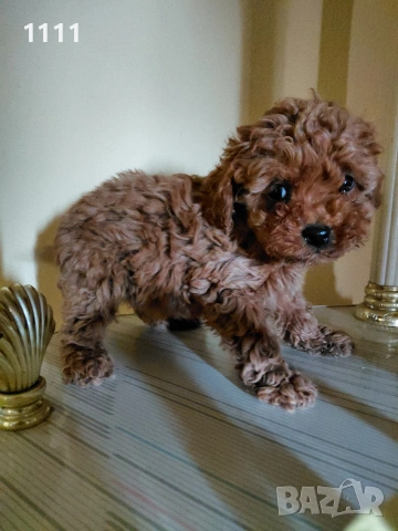 Тийкъп Той Пудел, снимка 2 - Пудели - 54014156