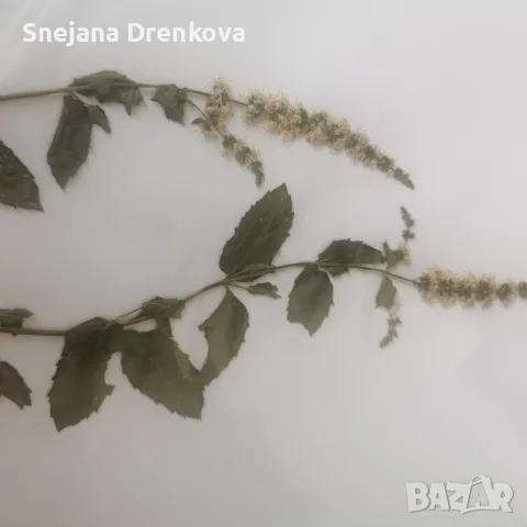 Систематичен хербарий, снимка 8 - Ученически пособия, канцеларски материали - 55350745