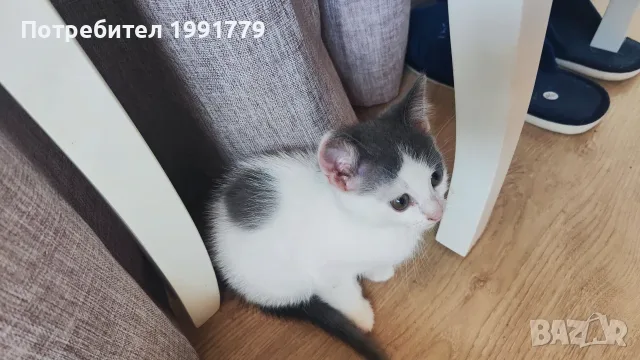 Лео търси своя нов дом, снимка 7 - Други - 55216325