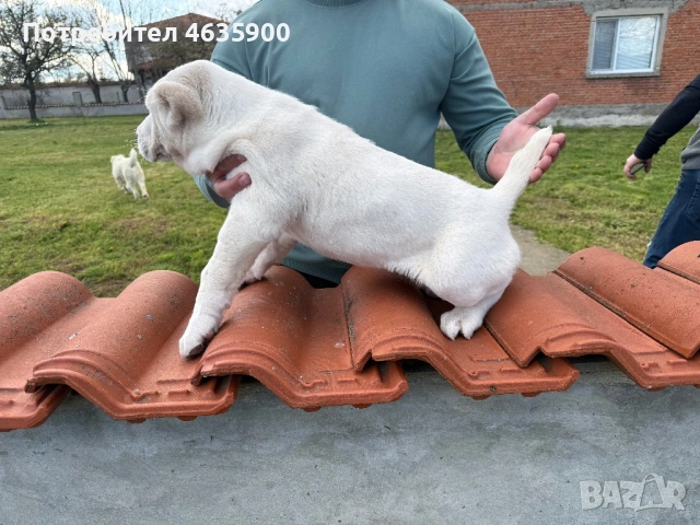 САО момиче на 57 дни., снимка 12 - Алабай - 54113727