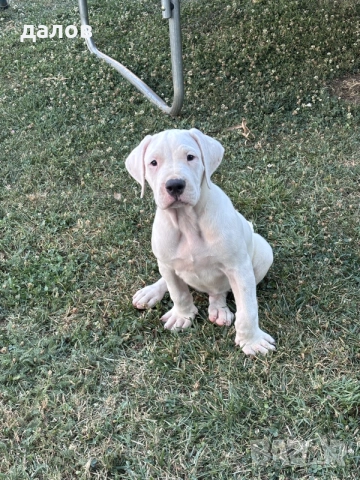 Дого Аржентино / Dogo argentino , снимка 6 - Дого аржентино - 55180416