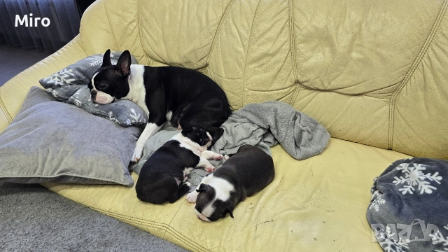 Бостън Териер , снимка 3 - Други - 54265835