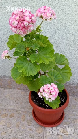Сортово мушкато Pelargonium Appleblossom rosebud