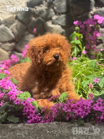Пудел Той/Poodle Toy