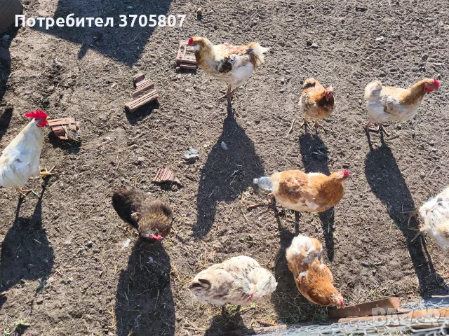 Млади Кокошки, вече снасящи., снимка 6 - други­ - 55448946