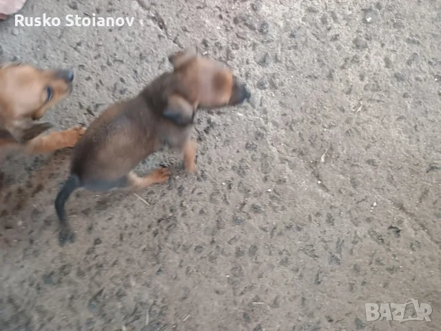кученца на 30дена, снимка 8 - Пинчер - 55509081