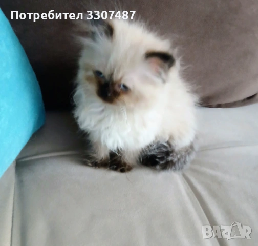 Коте Регдол, снимка 6 - Други - 54607291