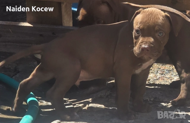 Pitbull red nos, снимка 3 - Питбул - 55259934