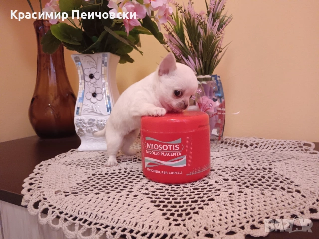 женско чихуахуа. , снимка 2 - Чихуахуа - 54940734