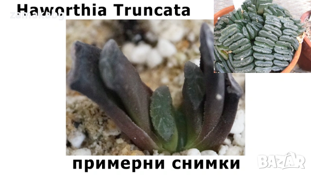 Haworthia truncata 3-4 см