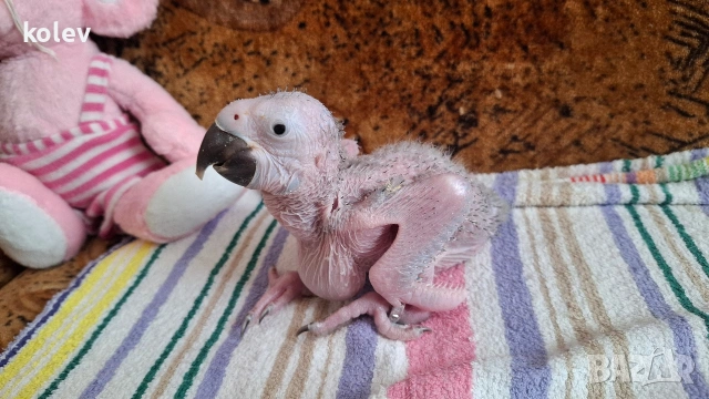 Папагал Синьожълта ара /Ara ararauna/бебе