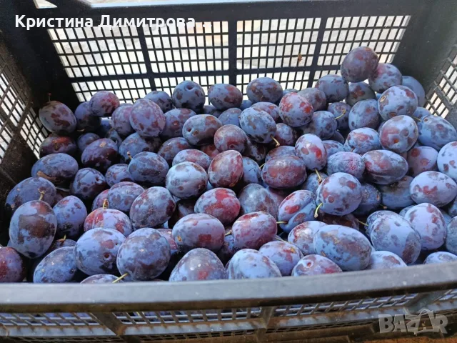  Сладки, големи, сочни и много вкусни сливи „Стенли“, снимка 4 - Други - 55615844