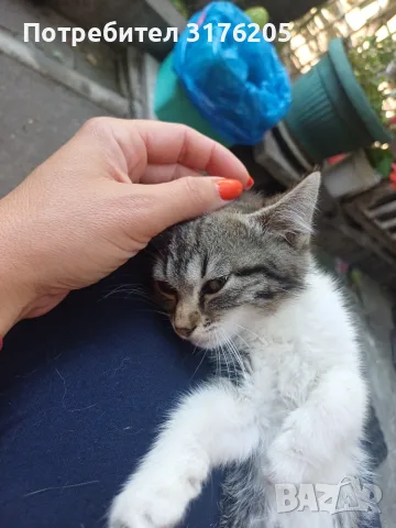 Женски котета търсят дом, снимка 9 - Други - 47355560