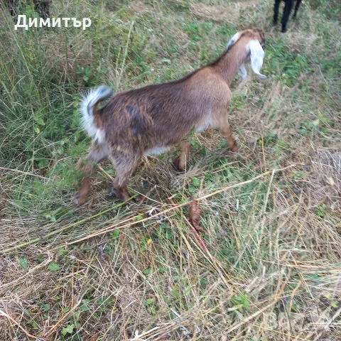 Три кози и 4 ярета, снимка 13 - Кози - 55420932