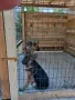 Продават се малки немски овчарки, снимка 6