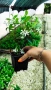 Жасмин, Trachelospermum Jasminoides, вечнозелен, студоустойчив, снимка 13