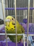 Вълнист папгал, снимка 5