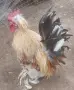 Продавам Бреговски Джинки  Чифтове и Петлета , снимка 3