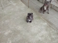 Женски Померан. , снимка 1