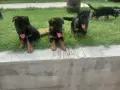 Търсят си нов дом., снимка 5