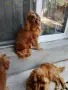 Английски кокер шпаньол , снимка 4