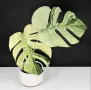 Monstera Mint Монстера Минт, снимка 1