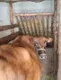 Юница "Джерсе". , снимка 1