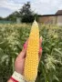 🌽Сладка Царевица OVERLAND 🌽, снимка 2