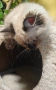 Регдол/ Ragdoll котенце, снимка 6