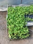 Продавам краставици сорт Тести Кинг, снимка 2