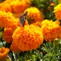 Tagetes Taishan Mix(Тагетис-Турта Тишан Микс), снимка 4