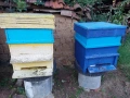 Продавам Пчелни Семейства , снимка 1