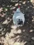 Петле светъл съсекс, снимка 2