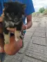 Между шпиц и померан, снимка 3