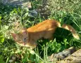 Подаряваме котета , снимка 2