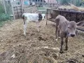 1 мъжко и 1 женско червеношарени сукалчета симентал телета, снимка 3