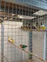 продавам няколко вида амадини, снимка 1