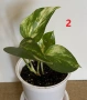 Продавам Сциндапсус – красива падаща зеленина, снимка 8