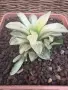 Рядка Вариегатна Хавортия (Haworthia retusa f. variegata) – Колекционерска, снимка 4