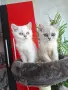 Британски и Шотландски котенца, снимка 6
