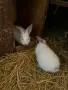 Зайчета Кръстоска , снимка 2